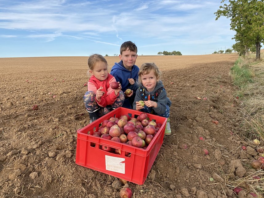 Apfelpfl&uuml;cken in Harztor