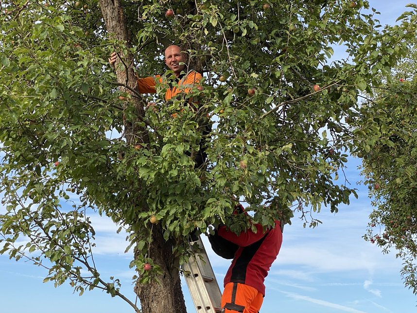Apfelpfl&uuml;cken in Harztor
