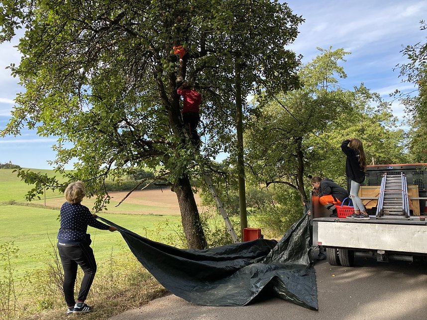 Apfelpfl&uuml;cken in Harztor