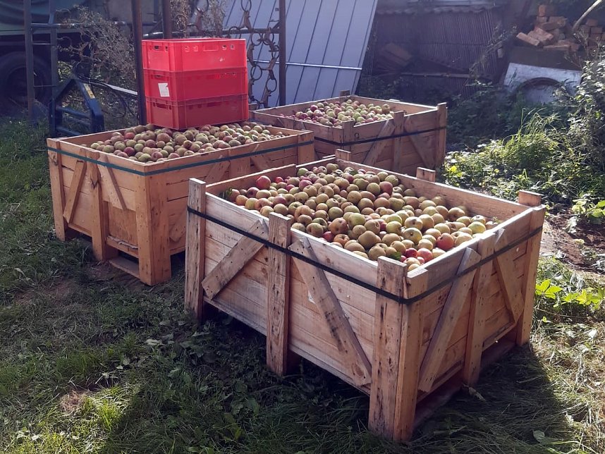 Apfelpfl&uuml;cken in Harztor