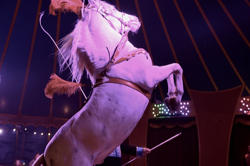 Circus Atlantik am Scheunenhof