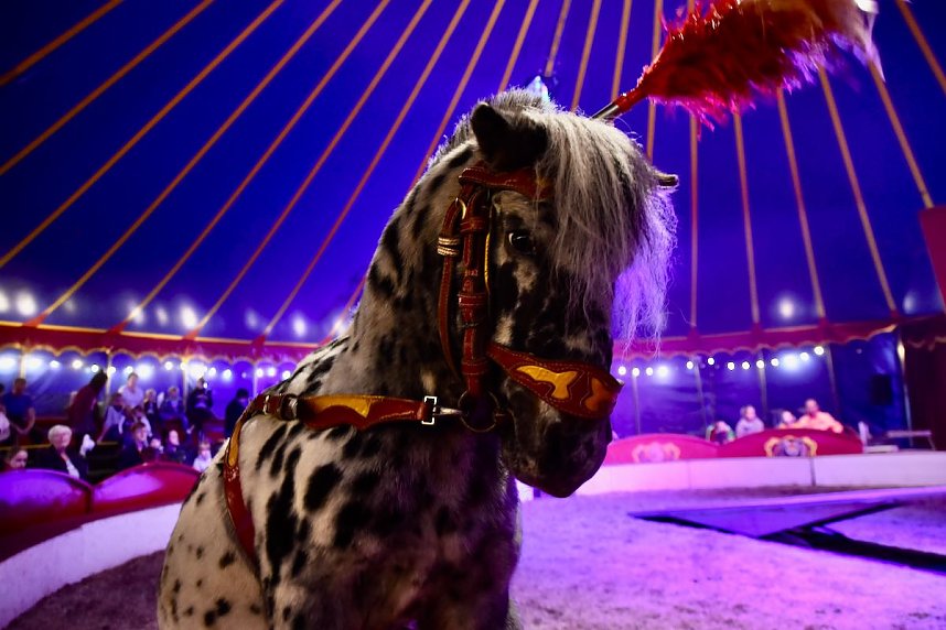 Circus Atlantik am Scheunenhof