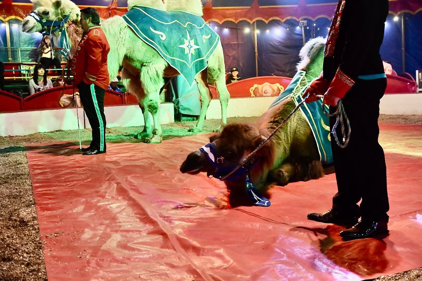 Circus Atlantik am Scheunenhof