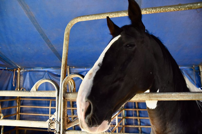 Circus Atlantik am Scheunenhof