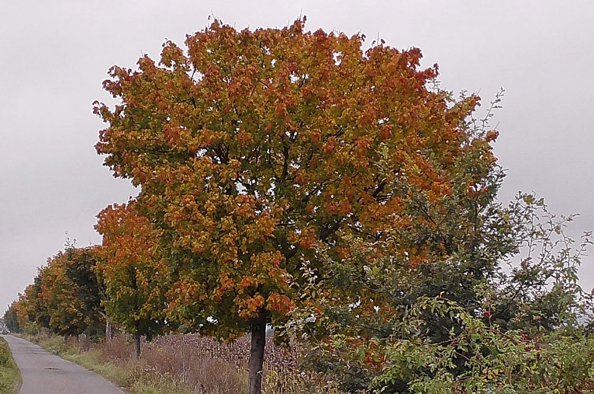 Kranichf&uuml;hrung am Stausee Kelbra