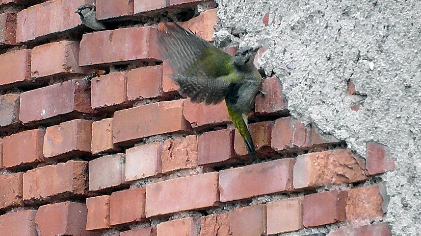 Ein "Echter Mauerspecht"