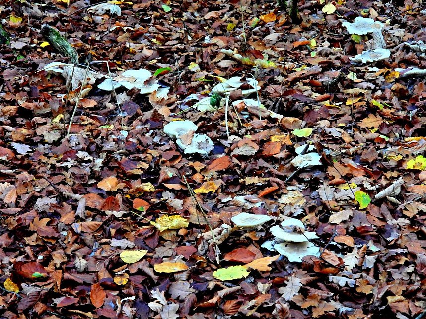 Peter Blei unterwegs im S&uuml;dharz