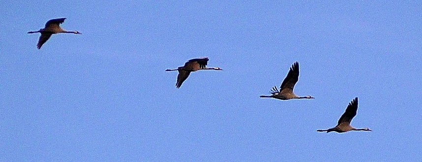 Vogelzug am Stausee Kelbra
