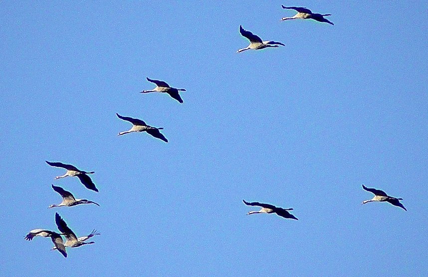 Vogelzug am Stausee Kelbra