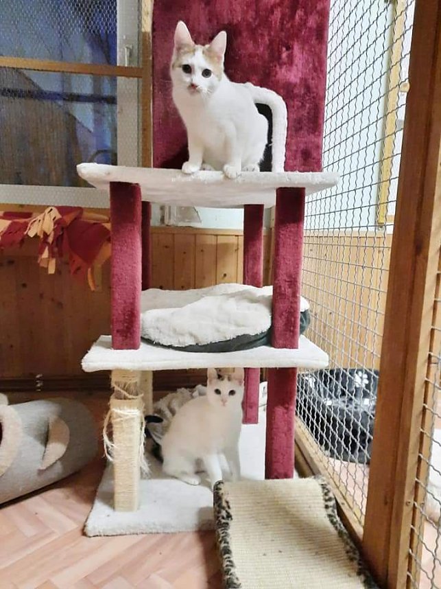 Hilfe f&uuml;r &uuml;ber 40 Tiere - Tierschutz Nordhausen bedankt sich bei Unterst&uuml;tzern