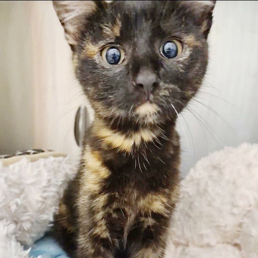 Hilfe f&uuml;r &uuml;ber 40 Tiere - Tierschutz Nordhausen bedankt sich bei Unterst&uuml;tzern