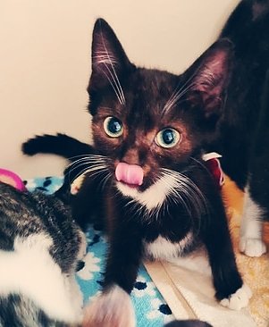 Hilfe f&uuml;r &uuml;ber 40 Tiere - Tierschutz Nordhausen bedankt sich bei Unterst&uuml;tzern