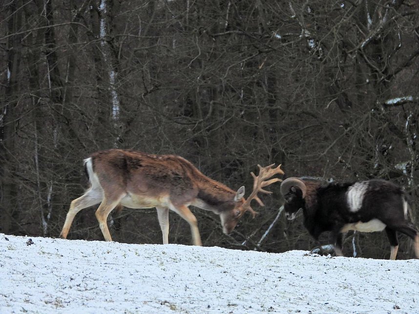Am ersten Weihnachtsfeiertag in Sophienhof