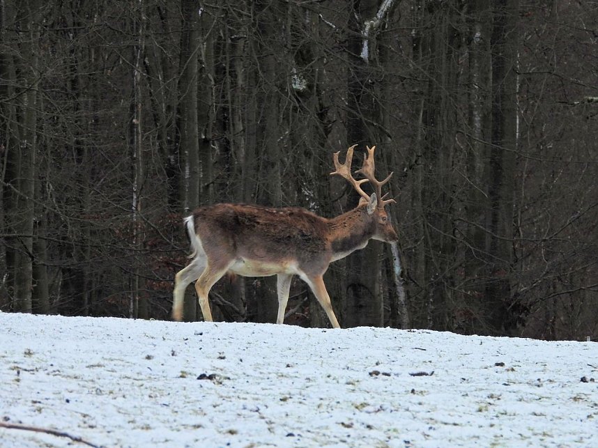 Am ersten Weihnachtsfeiertag in Sophienhof