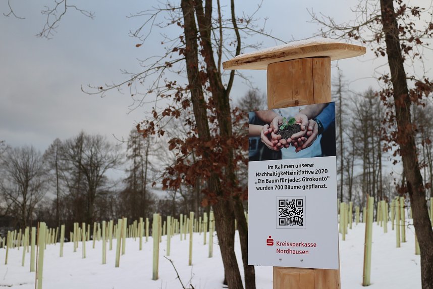 W&auml;ldchen im Wandel - Harz Rigi