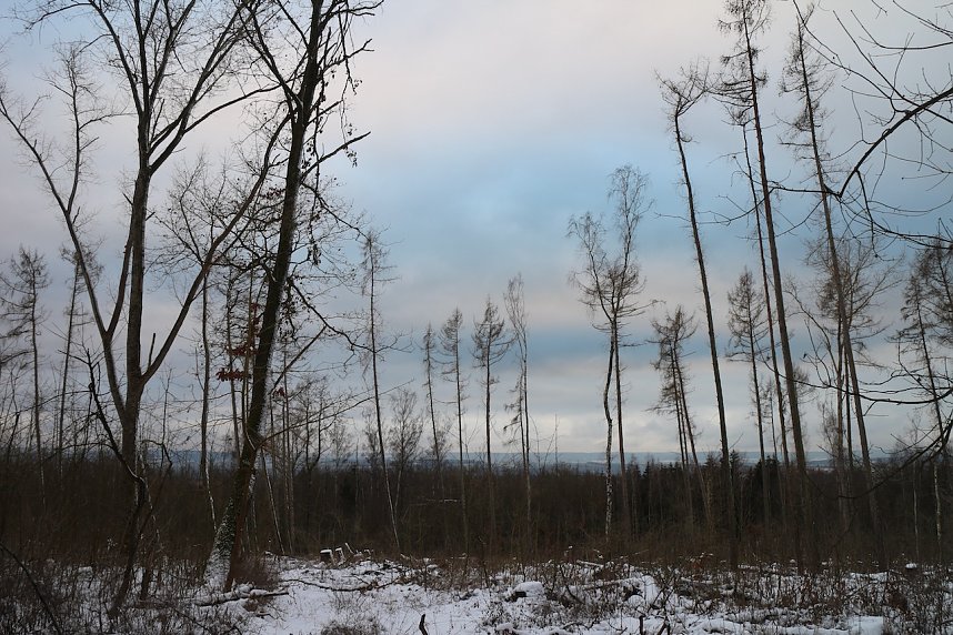 W&auml;ldchen im Wandel - Harz Rigi