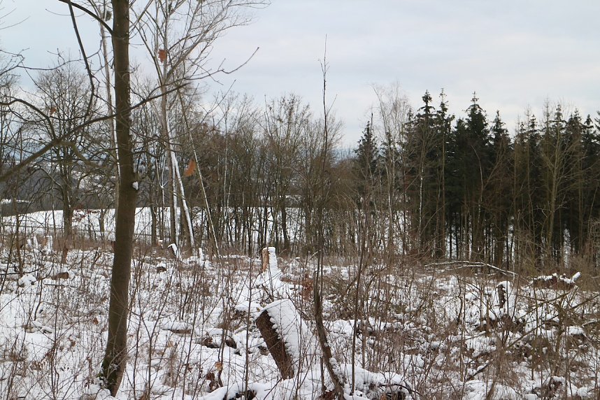 W&auml;ldchen im Wandel - Harz Rigi
