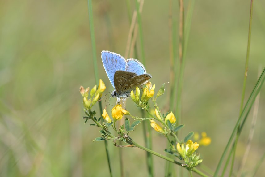 Naturvielfalt im S&uuml;dharz