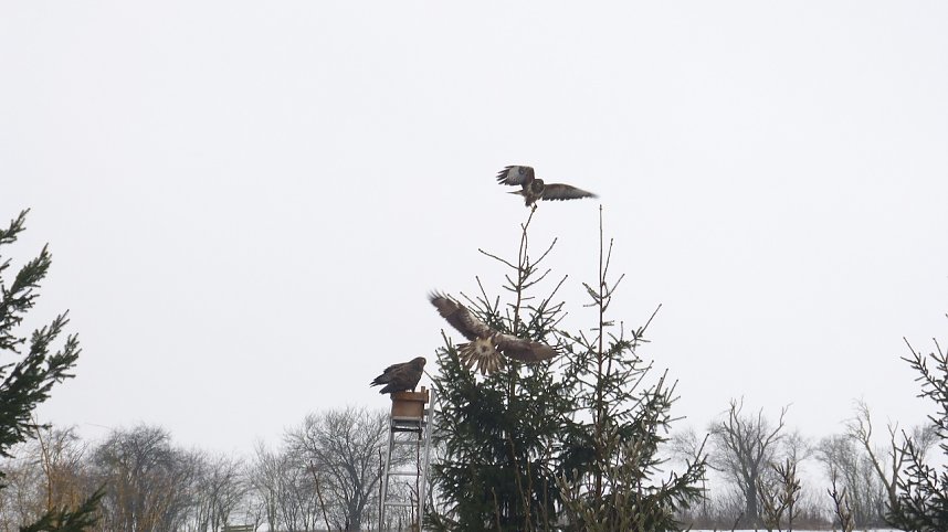 Greifv&ouml;gel am Waldesrand