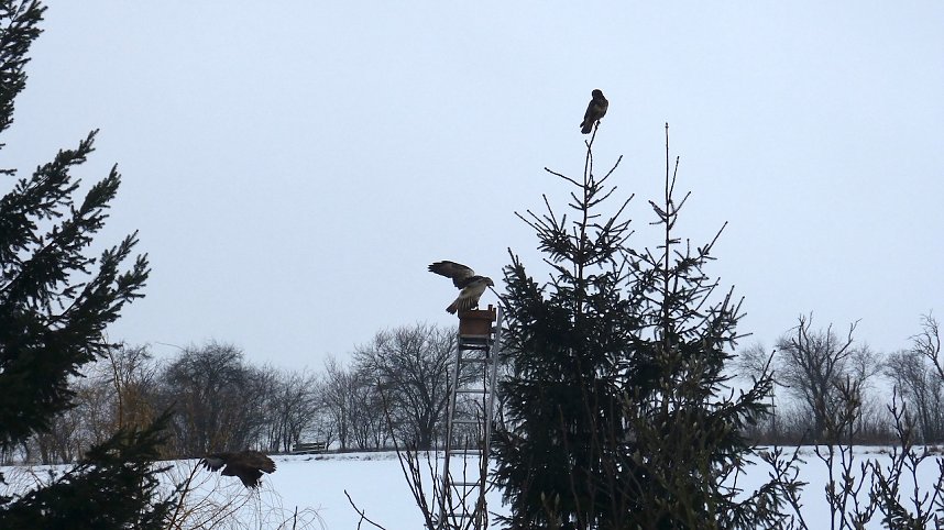 Greifv&ouml;gel am Waldesrand