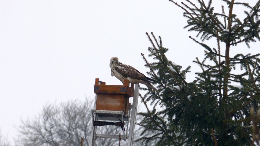 Greifv&ouml;gel am Waldesrand