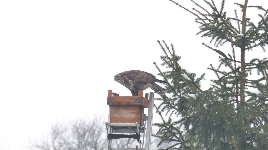 Greifv&ouml;gel am Waldesrand
