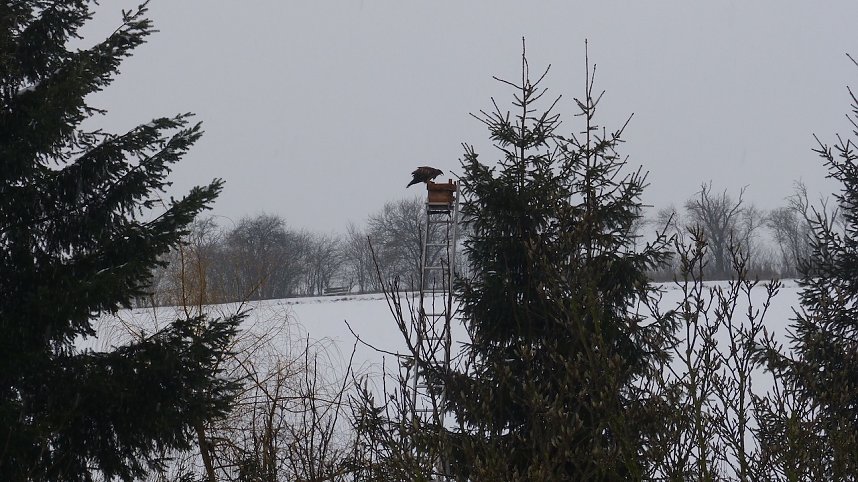 Greifv&ouml;gel am Waldesrand