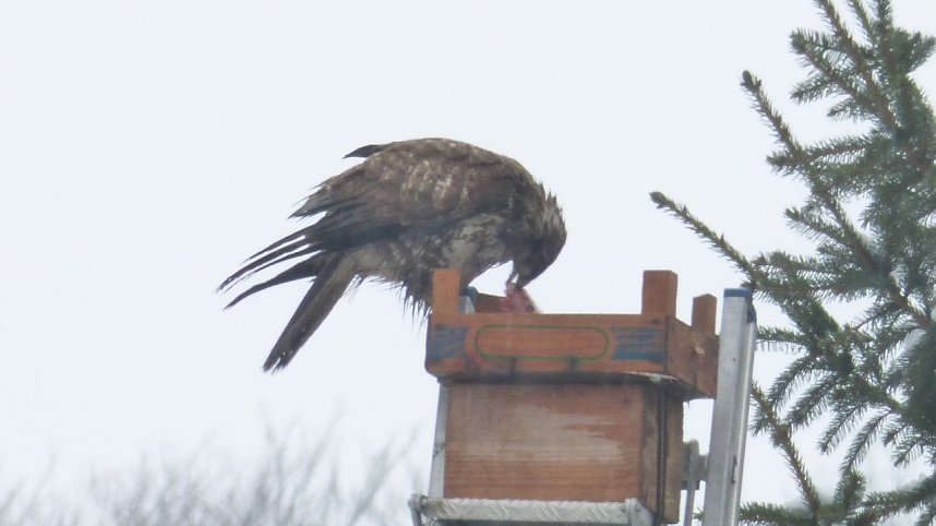 Greifv&ouml;gel am Waldesrand