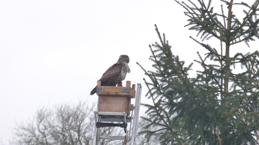 Greifv&ouml;gel am Waldesrand