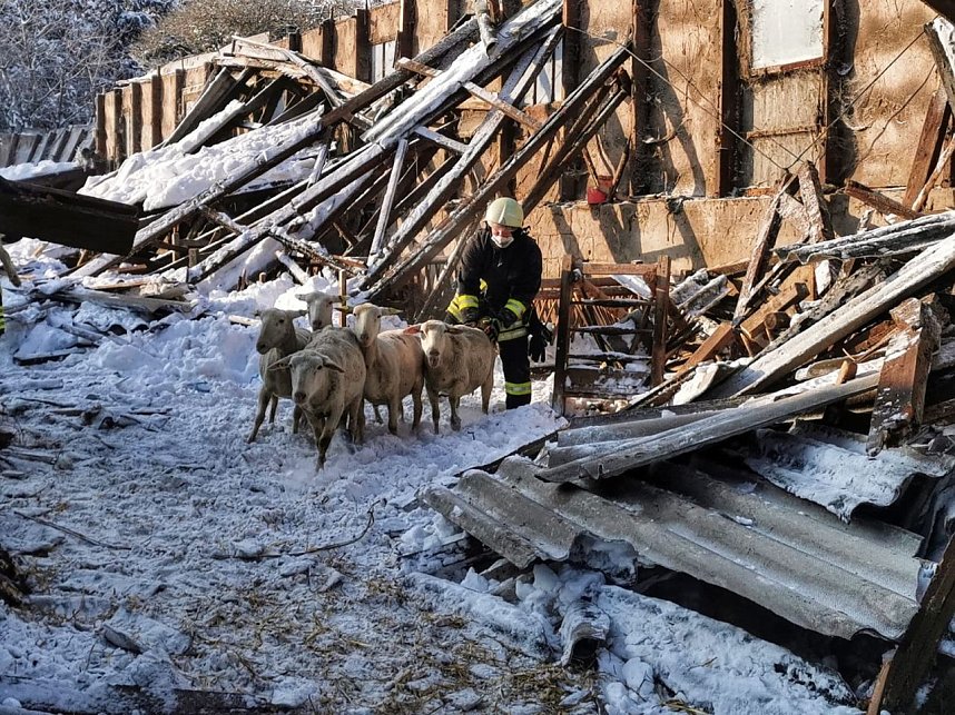 Rettung in der Not: in Lipprechterode konnten die freiwilligen Feuerwehren heute rund 350 Schafe bergen