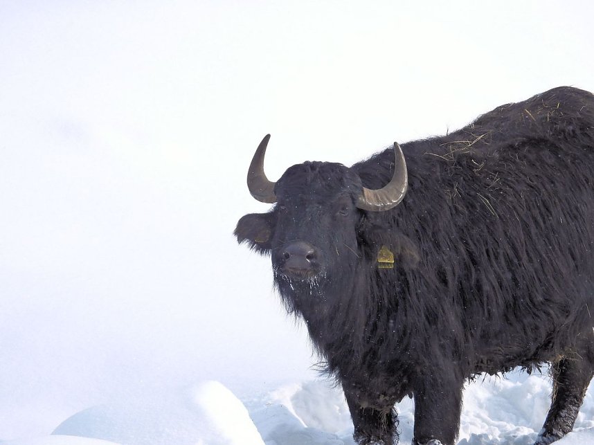 Peter Blei unterwegs in der Windl&uuml;cke