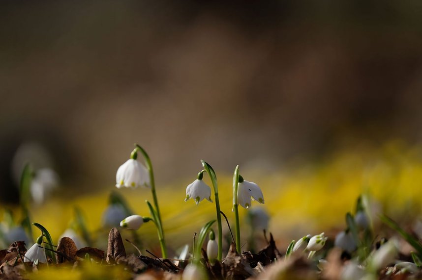 Peter Blei unterwegs im Park Hohenrode