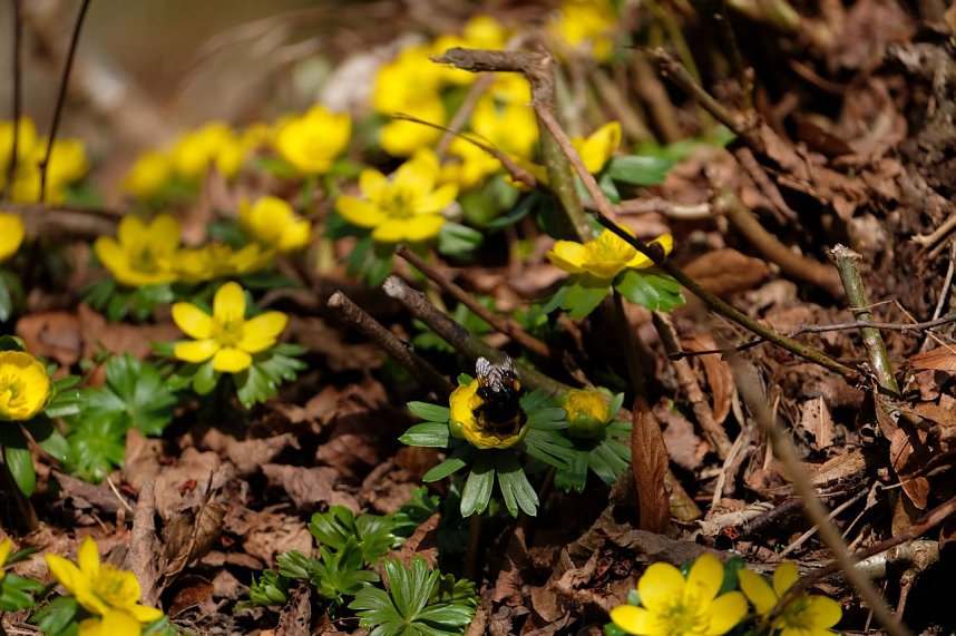 Peter Blei unterwegs im Park Hohenrode