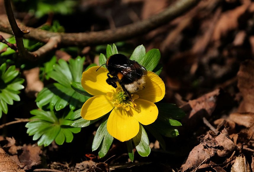Peter Blei unterwegs im Park Hohenrode
