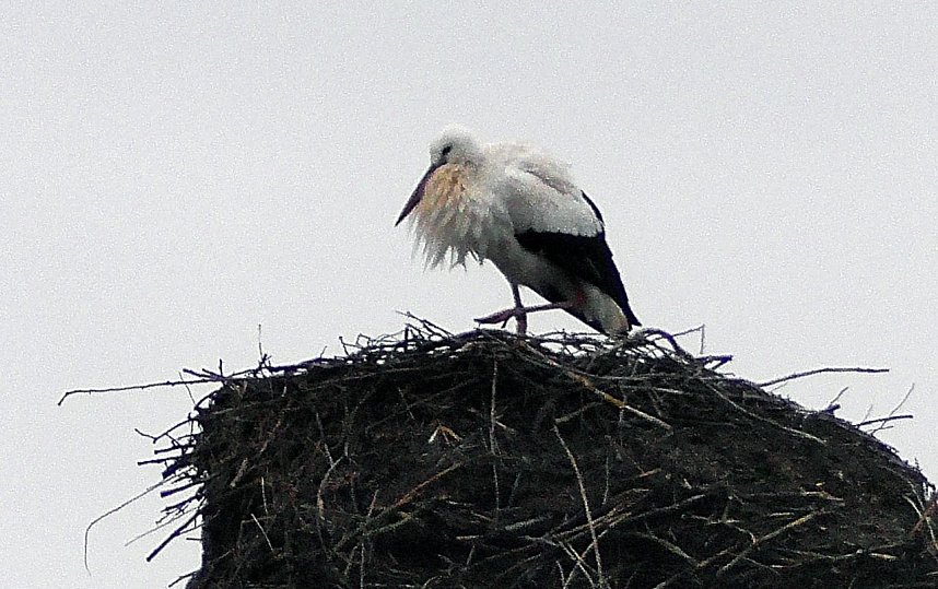 Erster Storch in der Goldenen Aue 