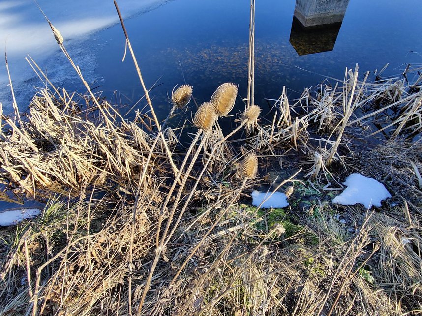 Peter Blei unterwegs im Birkenmoor