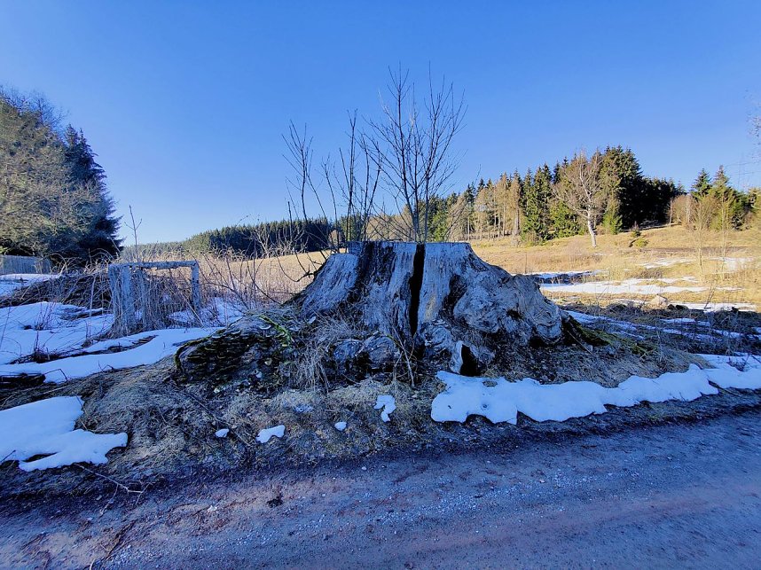 Peter Blei unterwegs im Birkenmoor