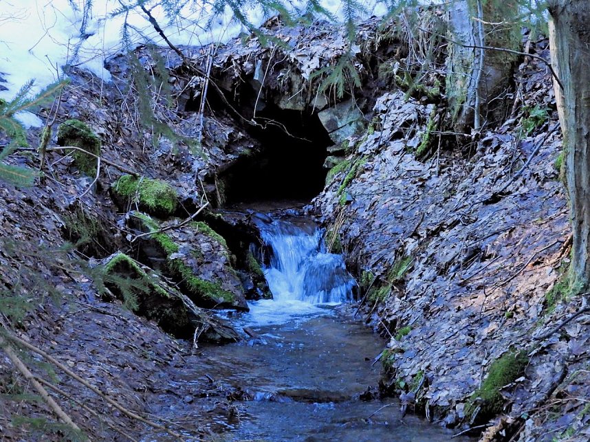 Peter Blei unterwegs im Birkenmoor