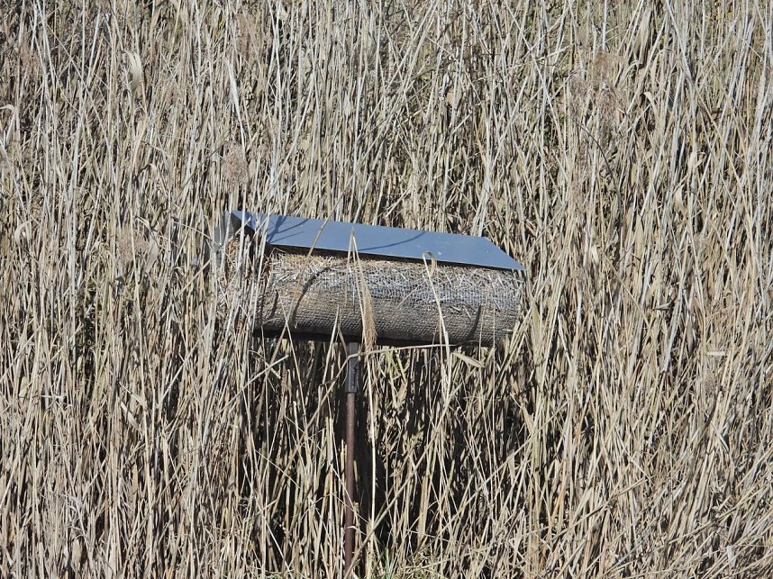 Peter Blei unterwegs am zugefrorenen Rostenteich