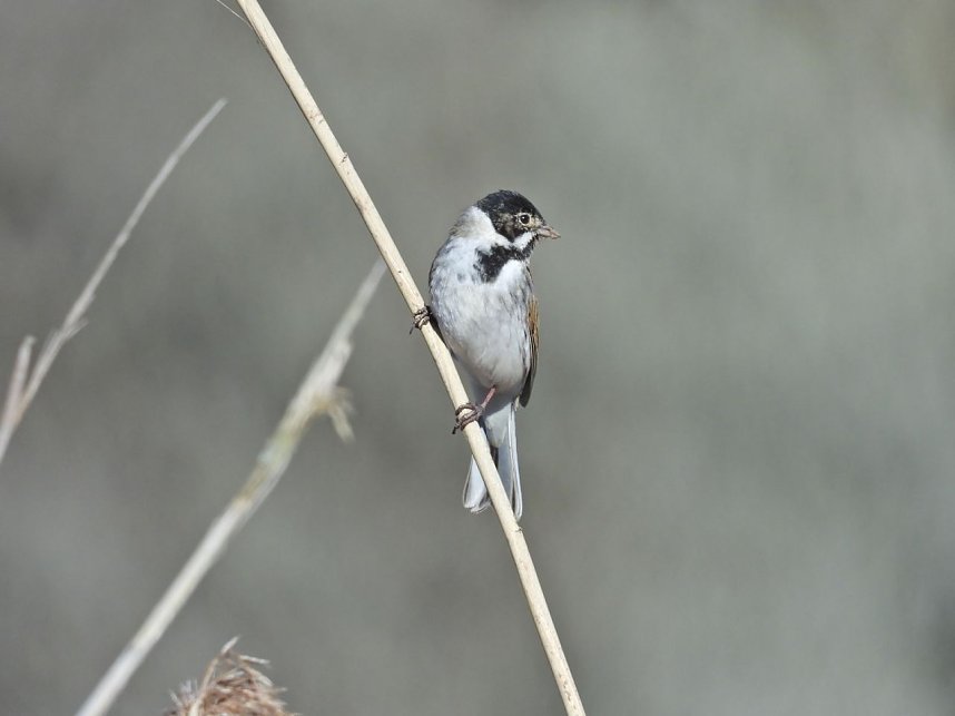 Peter Blei unterwegs am zugefrorenen Rostenteich