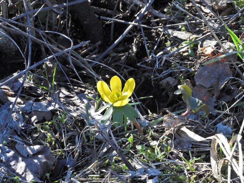 Peter Blei unterwegs am zugefrorenen Rostenteich
