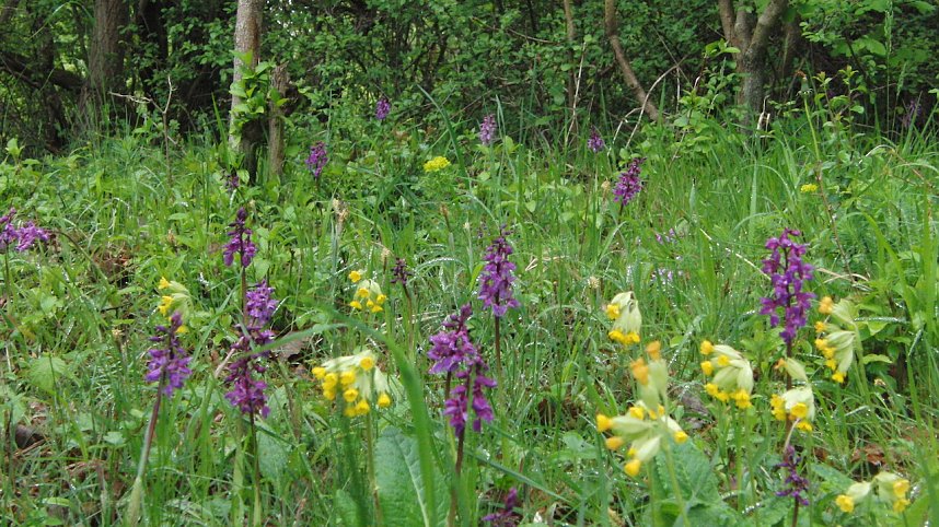 Pflanzen in der R&uuml;digsdorfer Schweiz