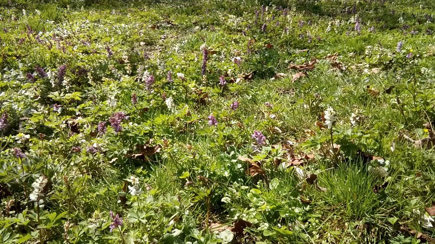 Fr&uuml;hlingsbl&uuml;her im Park, Nektar f&uuml;r Bienen und Hummeln.