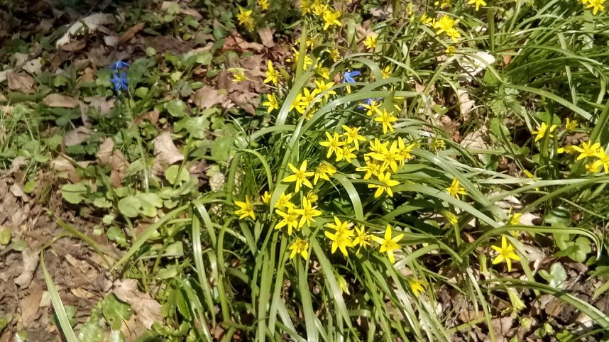 Fr&uuml;hlingsbl&uuml;her im Park, Nektar f&uuml;r Bienen und Hummeln.