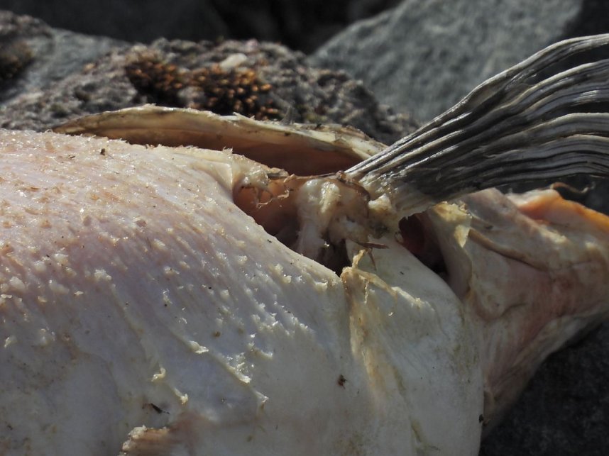 Peter Blei unterwegs am Stausee Kelbra