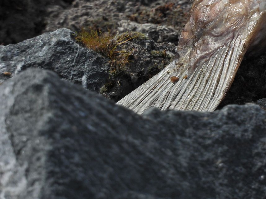 Peter Blei unterwegs am Stausee Kelbra