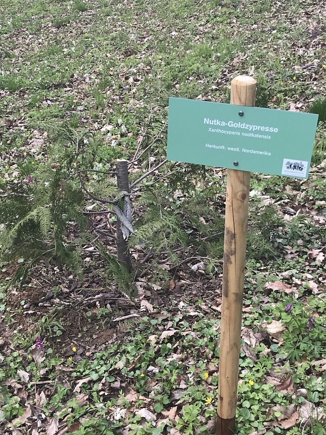 Zerst&ouml;rte B&auml;ume im Park Hohenrode
