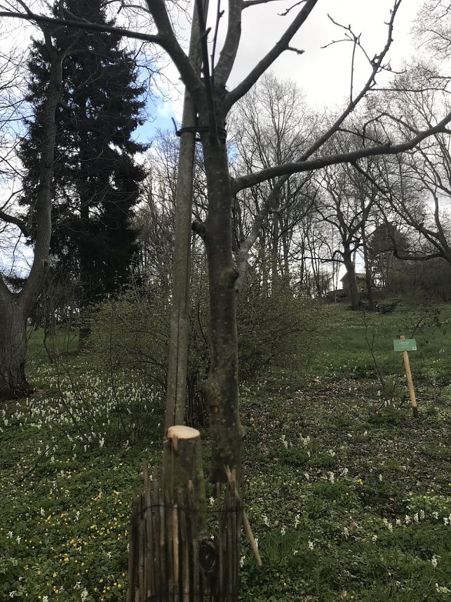 Zerst&ouml;rte B&auml;ume im Park Hohenrode