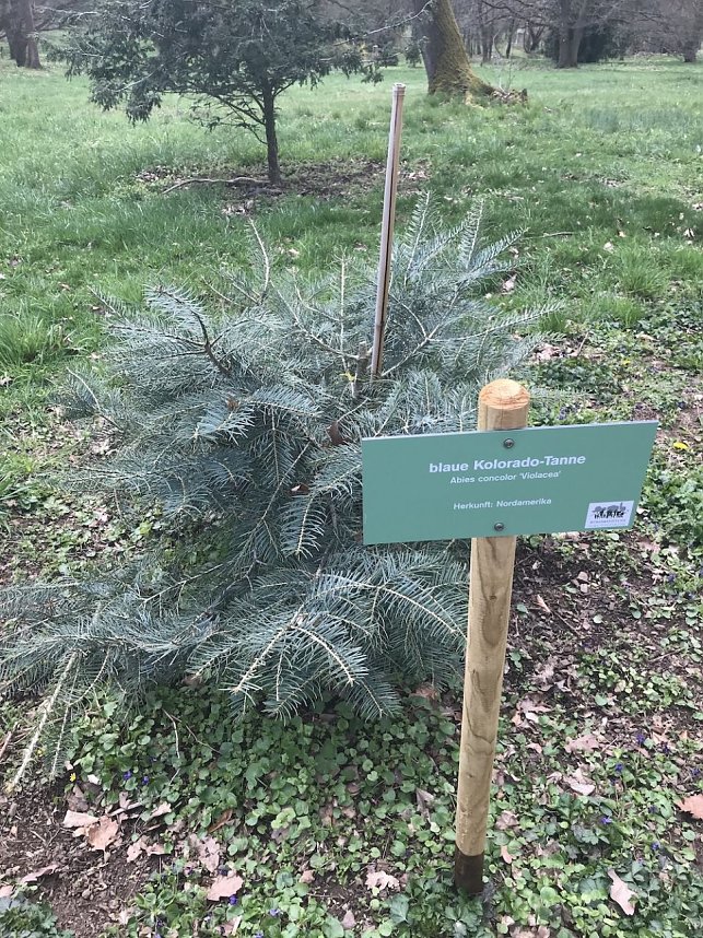 Zerst&ouml;rte B&auml;ume im Park Hohenrode