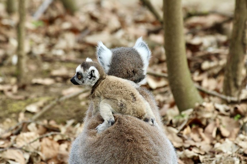 Besuch im Affenpark Strau&szlig;berg